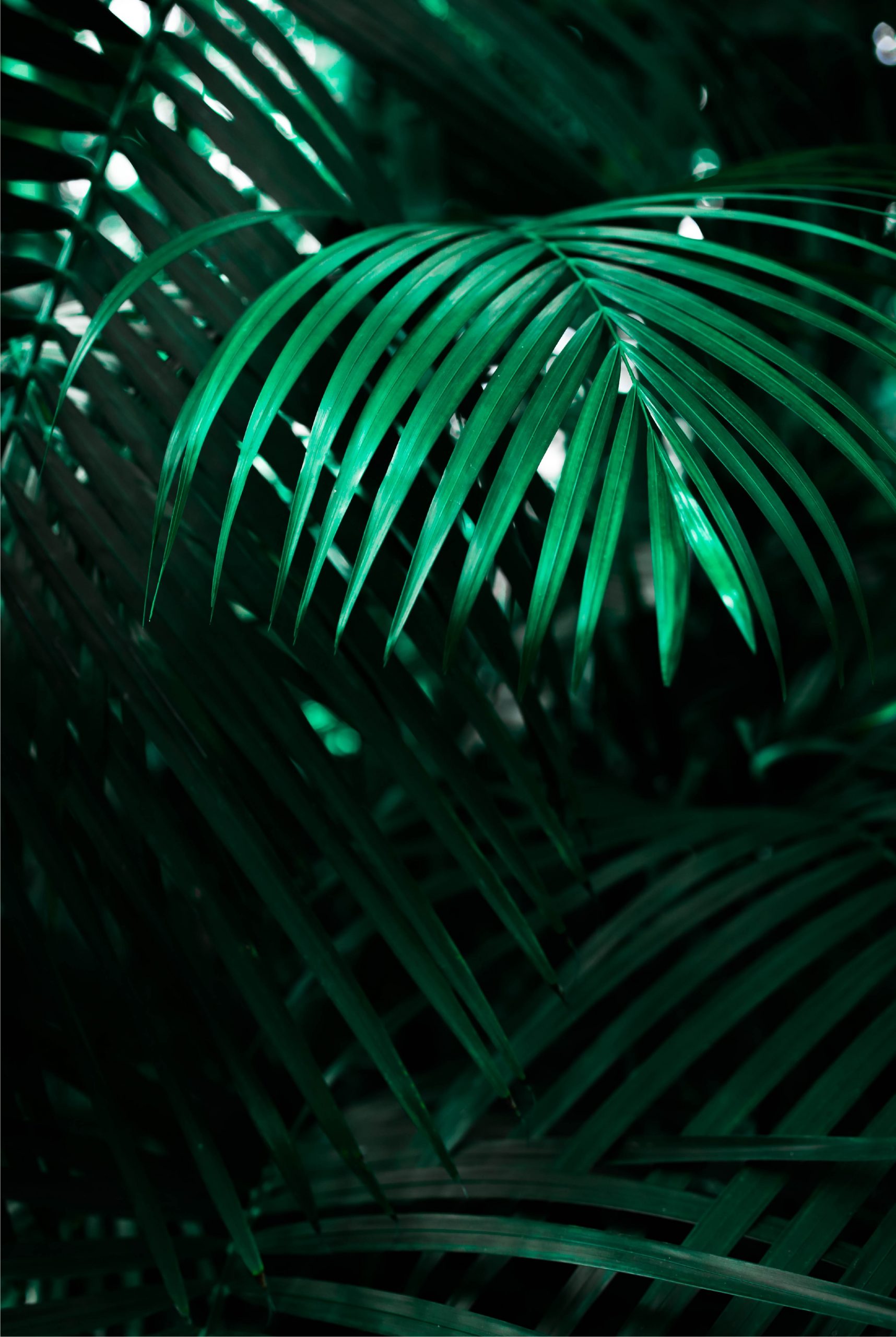 Vibrant green leaves poster