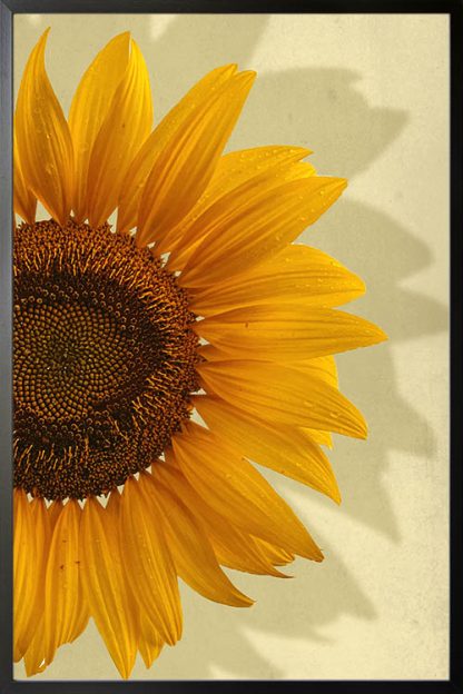 Sunflower in yellow background poster