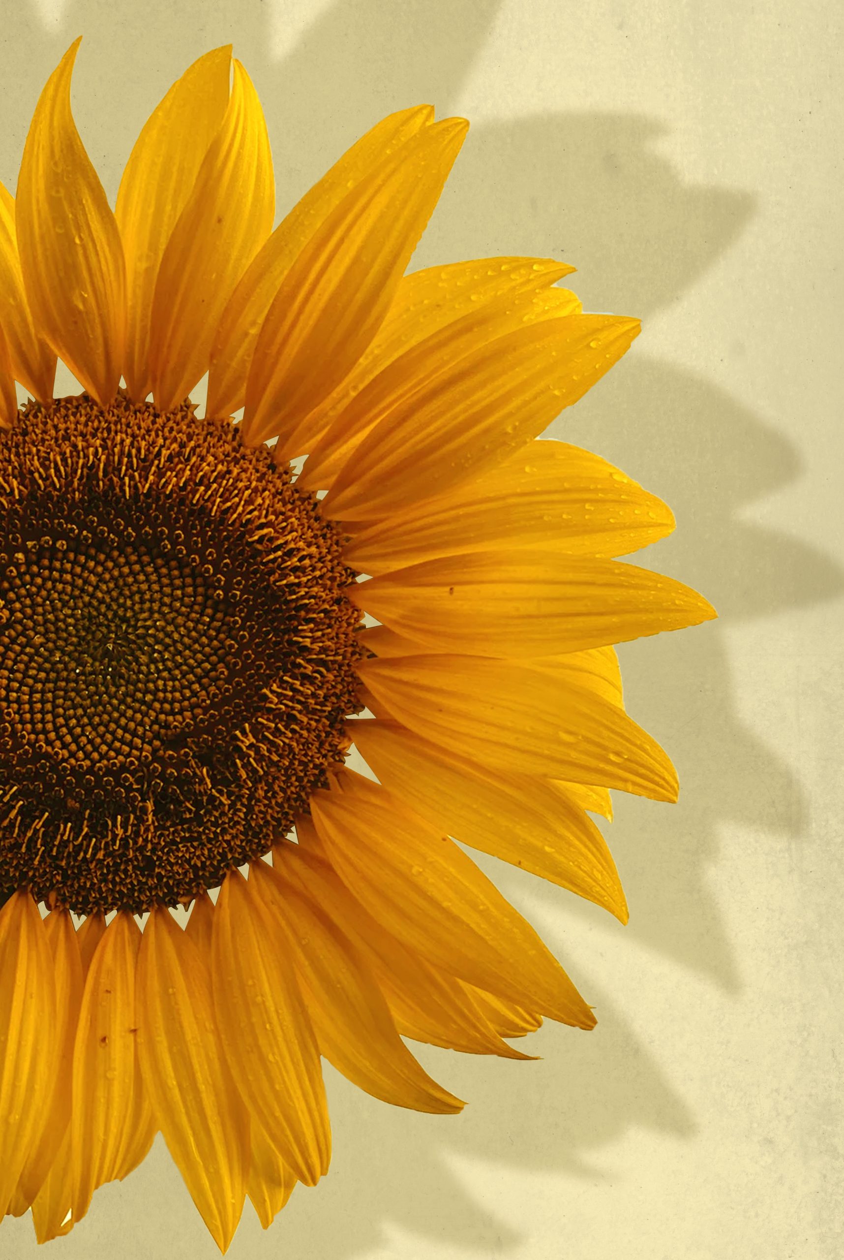 Sunflower in yellow background poster
