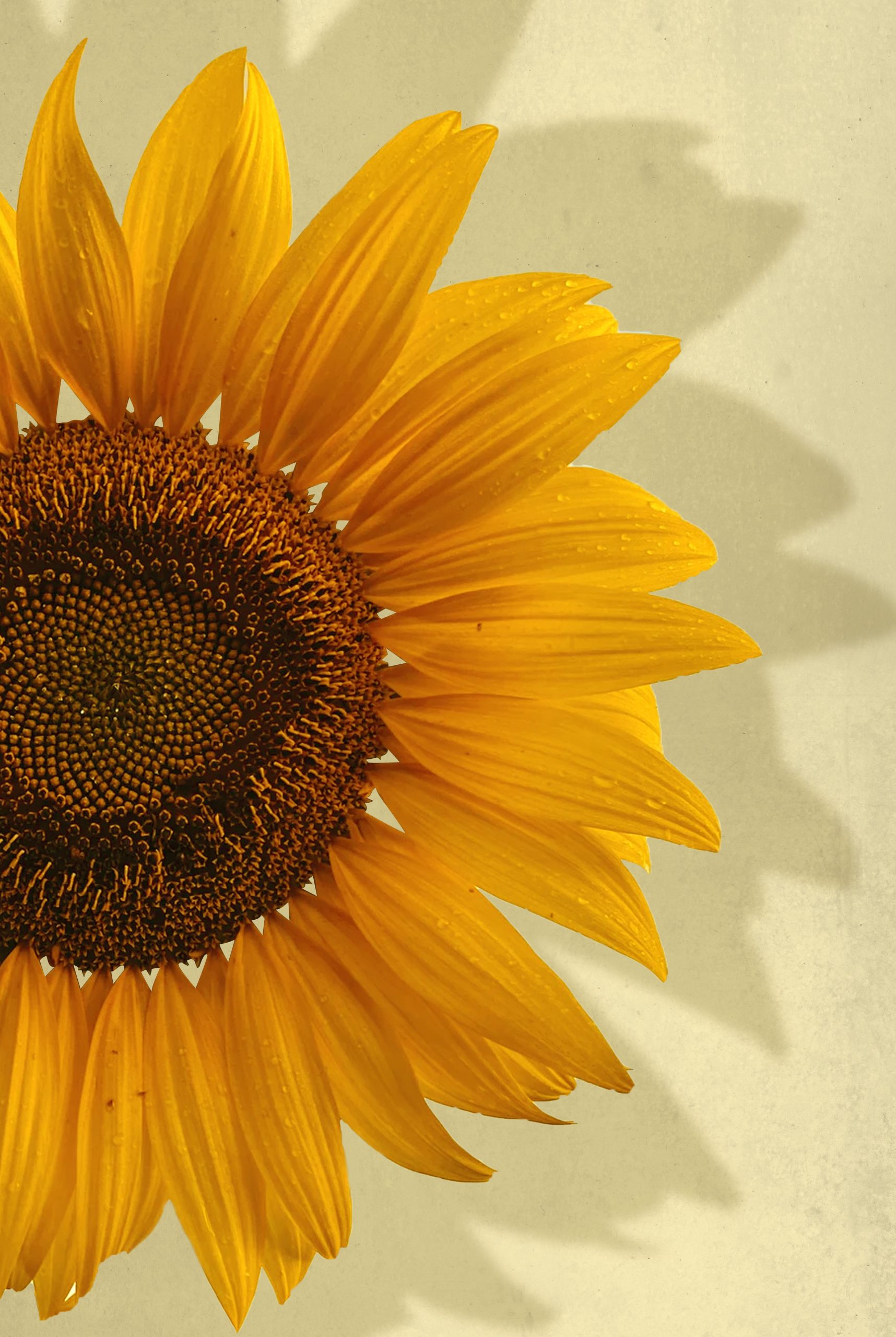 Sunflower in yellow background poster - Artdesign