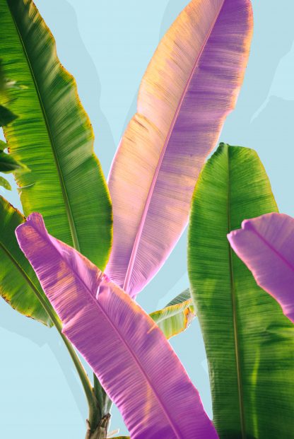 Banana leaves dual tone poster