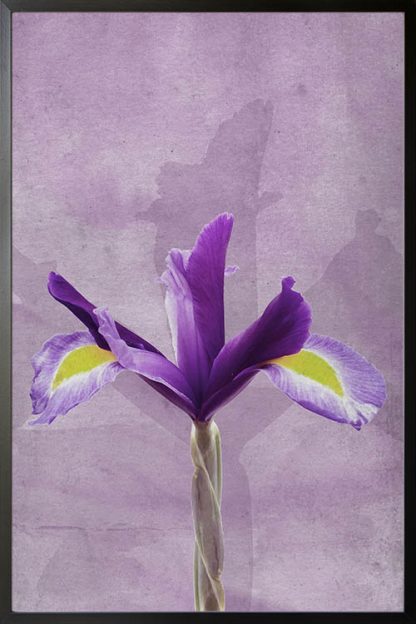 Purple flower in grunge background poster