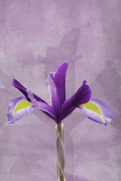 Purple flower in grunge background poster