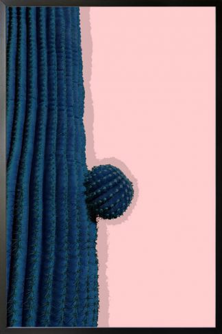 Cactus in pinkish background poster