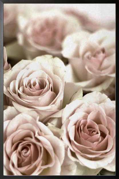 Bunch of pinkish roses poster