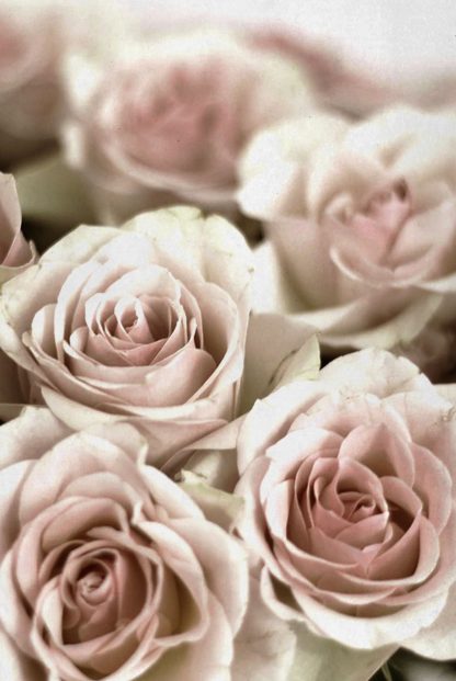 Bunch of pinkish roses poster