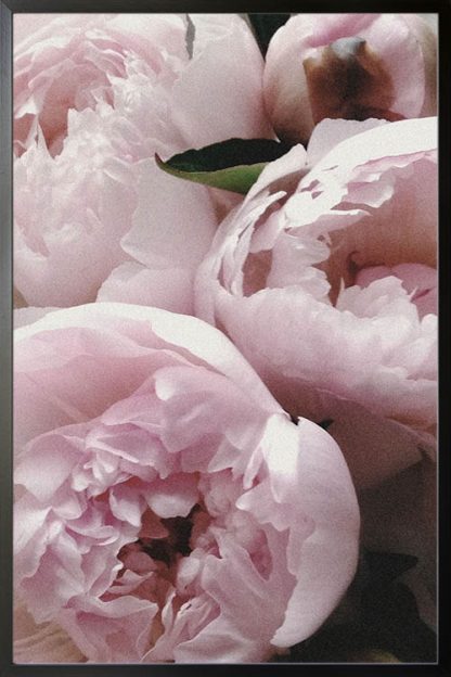 Garden roses poster