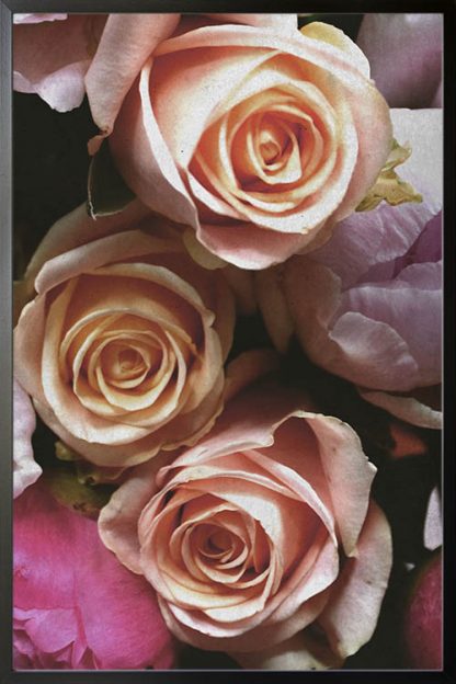 Hybrid tea roses poster