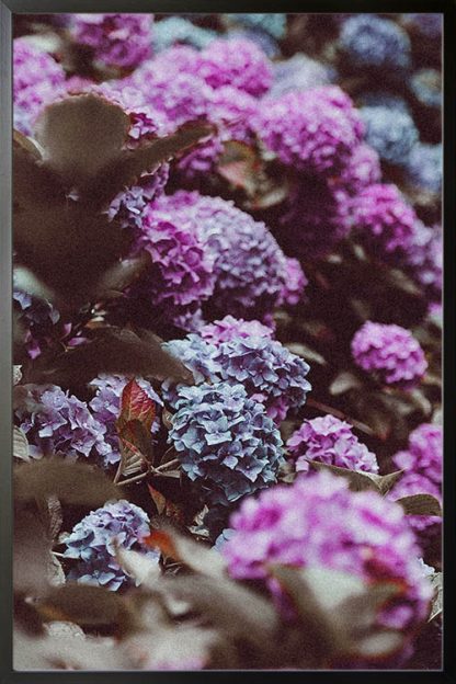 Butterfly bush poster
