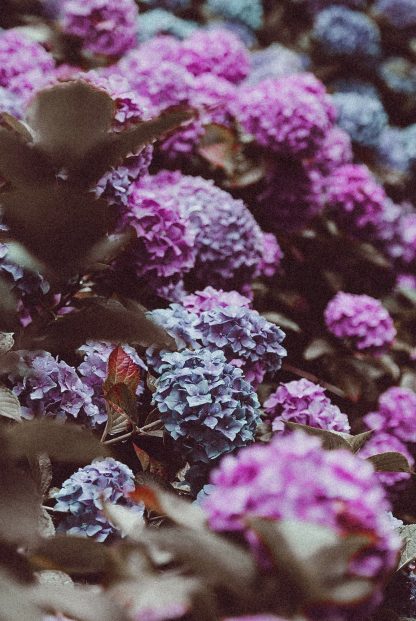 Butterfly bush poster