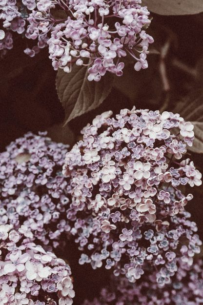 Alyssum flower poster