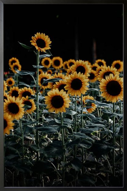 Bunch of sunflowers poster
