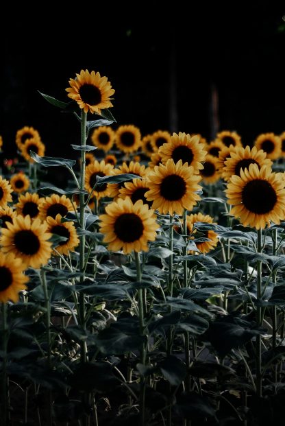 Bunch of sunflowers poster