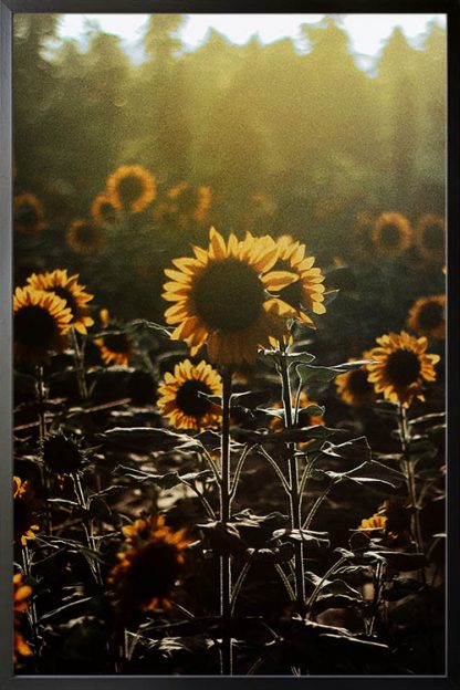 Sunflower with a burst of sunlight poster