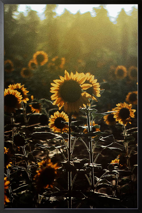 Sunflower with a burst of sunlight poster