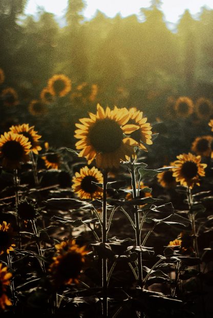 Sunflower with a burst of sunlight poster