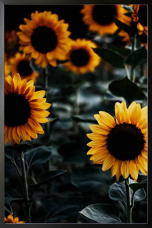 Sunflower close-up poster