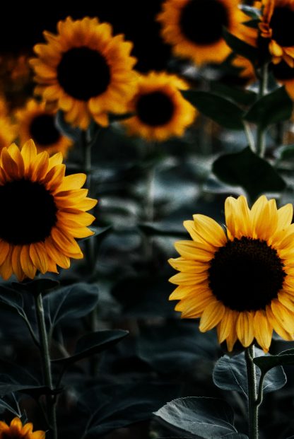 Sunflower close-up poster