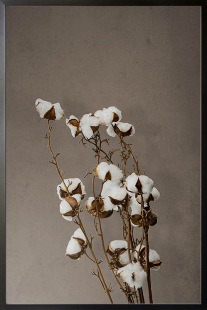 Cotton plant in grunge background poster
