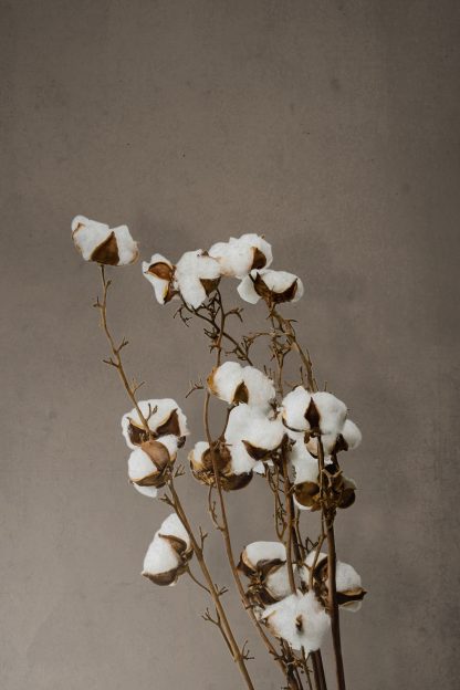 Cotton plant in grunge background poster