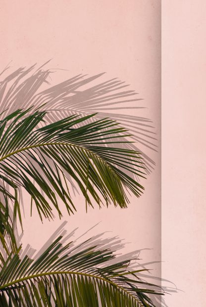 Palm leaves in pinkish background poster