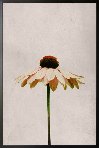 Single flower in gray background poster