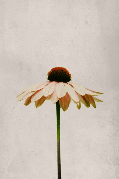 Single flower in gray background poster