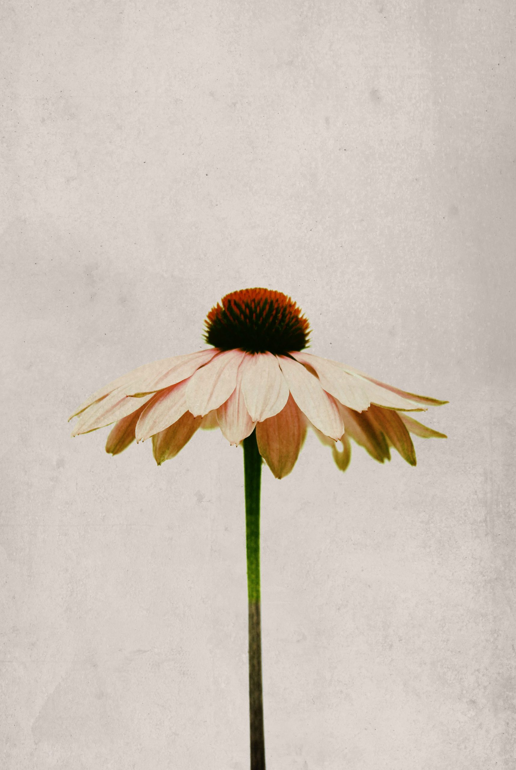 Single flower in gray background poster - Artdesign