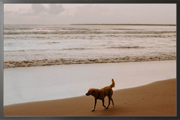 Dog on beach photography poster