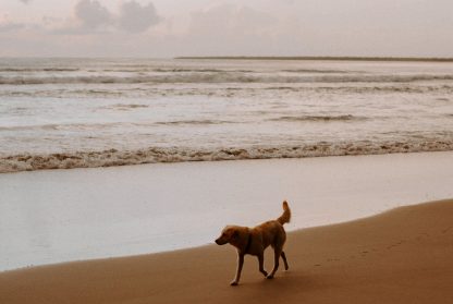 Dog on beach photography poster