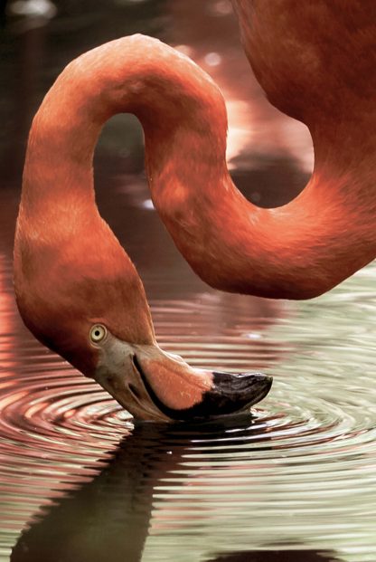 Drinking flamingo animal poster