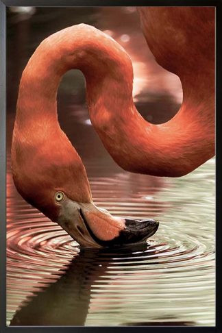 Drinking flamingo animal poster