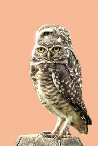 Twinning owl poster