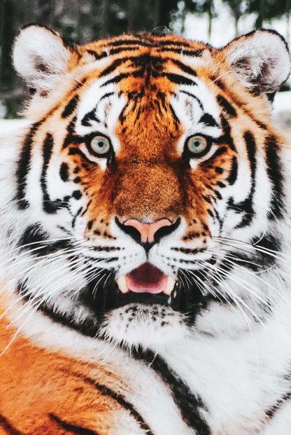 Tiger front view animal poster