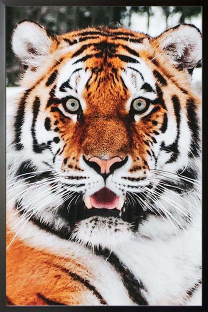 Tiger front view animal poster with frame