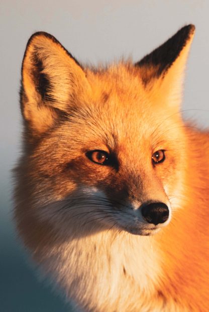 Fox face animal poster