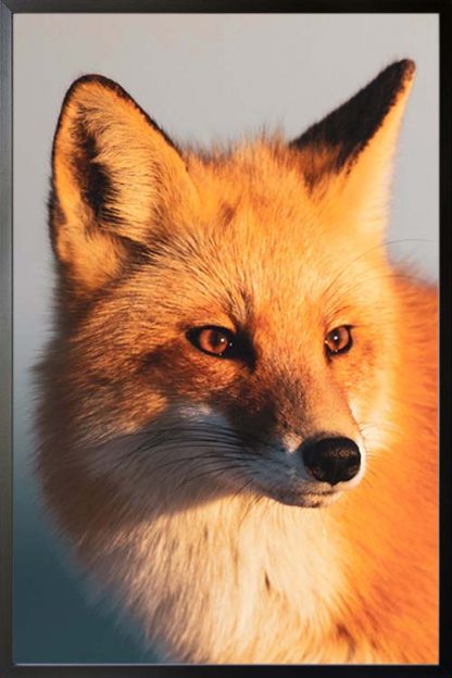 Fox face animal poster with frame