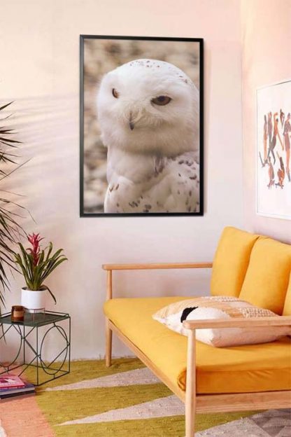 Serious owl animal poster in interior