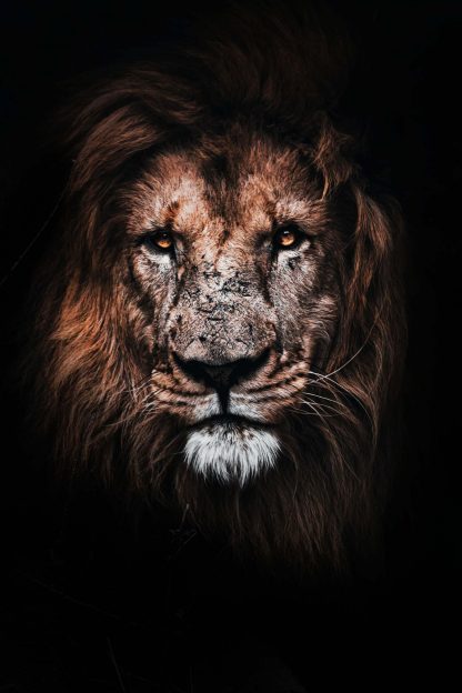 Lion in dark poster