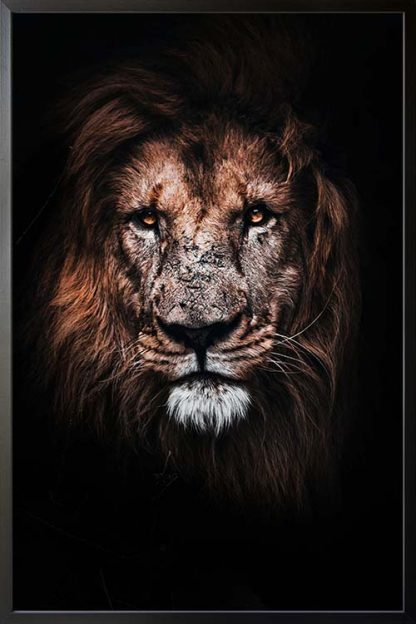 Lion in dark poster with frame