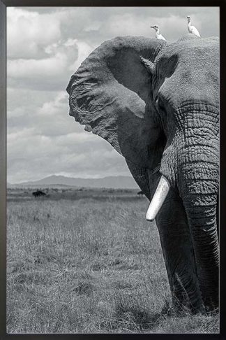 Elephant half poster with frame