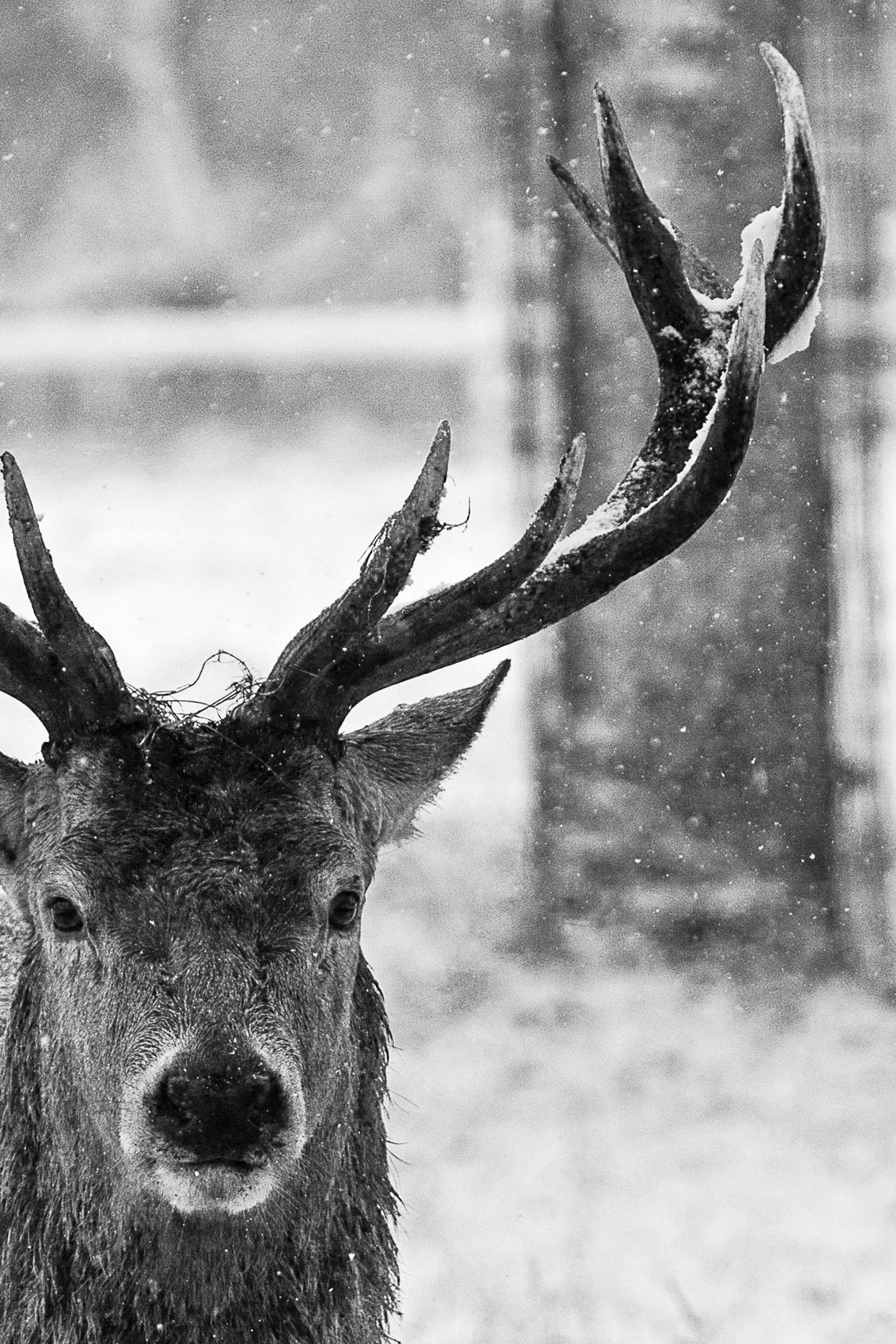 Deer face poster