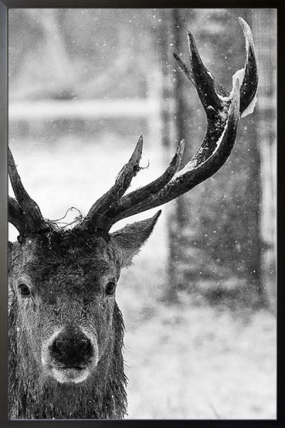 Deer face poster with frame