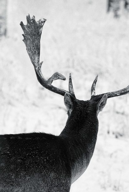 Deer back poster