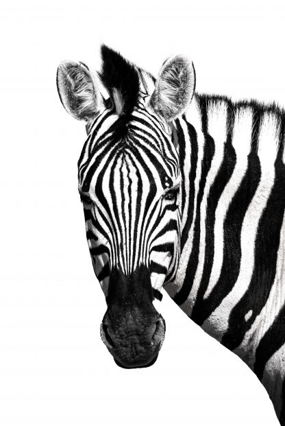 Zebra front face animal poster