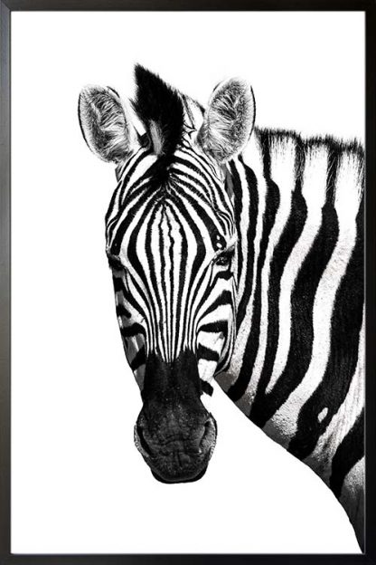 Zebra front face animal poster