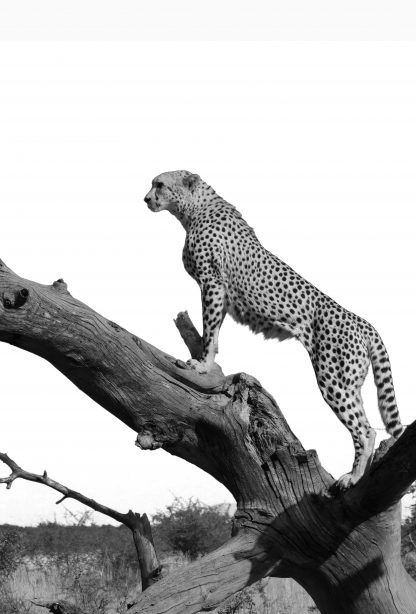 Leopard on tree poster