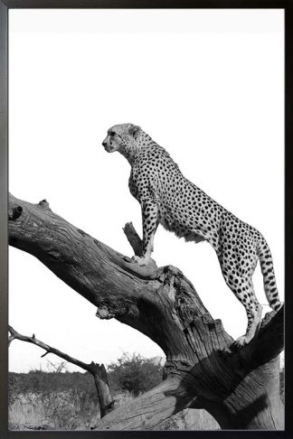 Leopard on tree poster