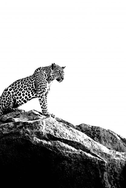 Leopard on rock Poster