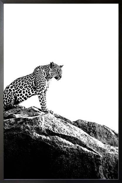 Leopard on rock Poster